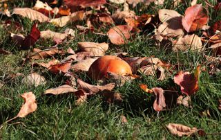 amenagement jardin automne